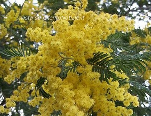 Marisa-Russo foto - 07032013 mimosa di marisa russo