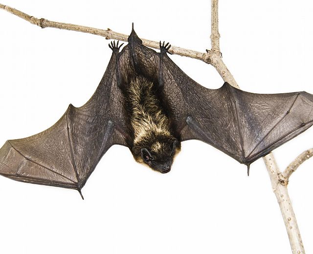 07032014 pipistrello bat box