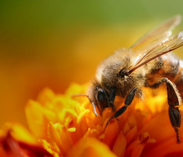 07032016 impollinazione ape