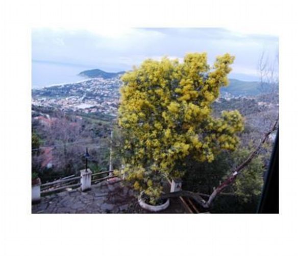 Marisa-Russo foto - 07032016 mimosa di marisa