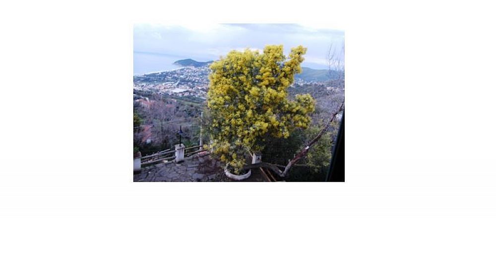 07032016 mimosa di marisa 07032016 mimosa di marisa