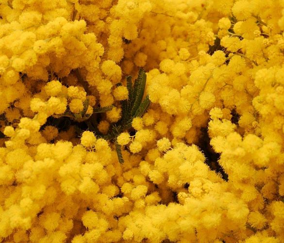 07032020 mimosa
