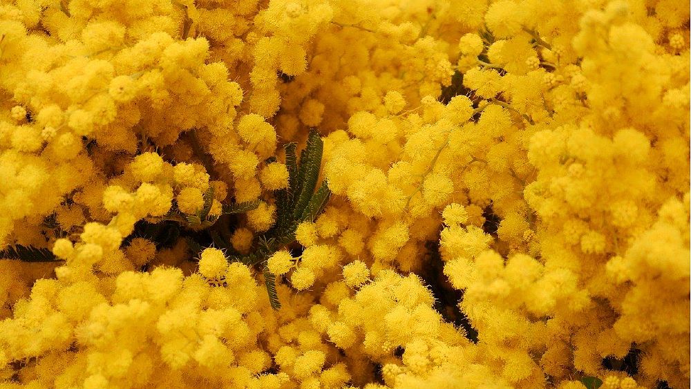 07032020 mimosa 07032020 mimosa