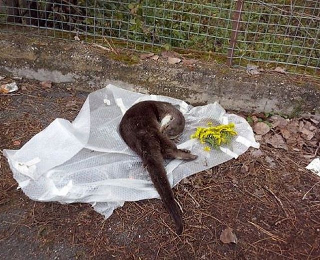 07042014 lontra investita cilento