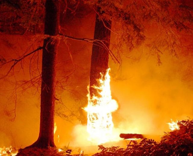 07042015 incendio albero