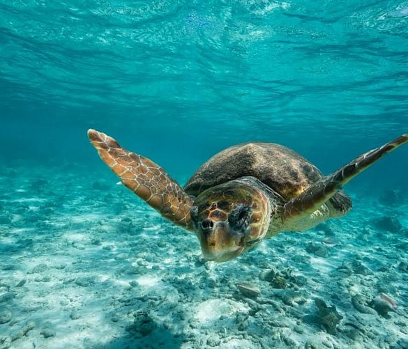 07042016 tartaruga caretta caretta