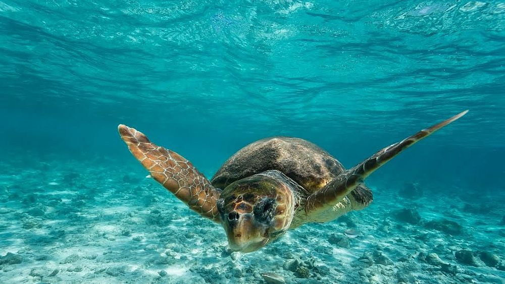 07042016 tartaruga caretta caretta