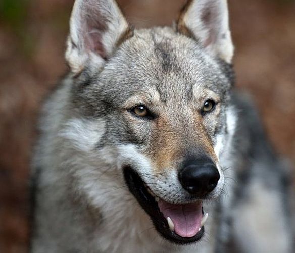 Marisa-Russo foto - 07052020 cane