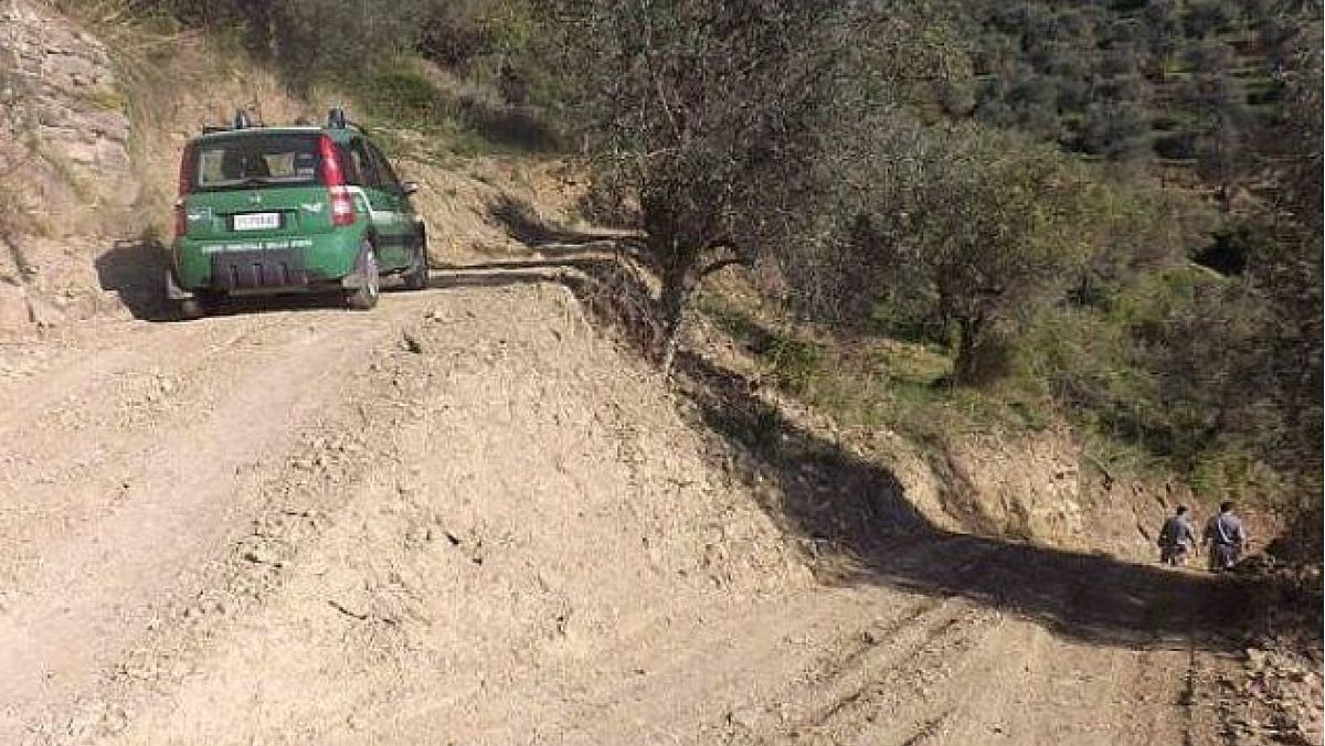 07052024 auto forestali