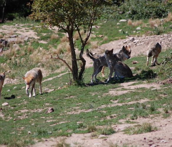 07062018 animali selvatici
