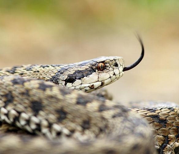 07062018 morso vipera