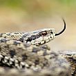Cilento - Le ultime  Notizie foto - 07062018 morso vipera
