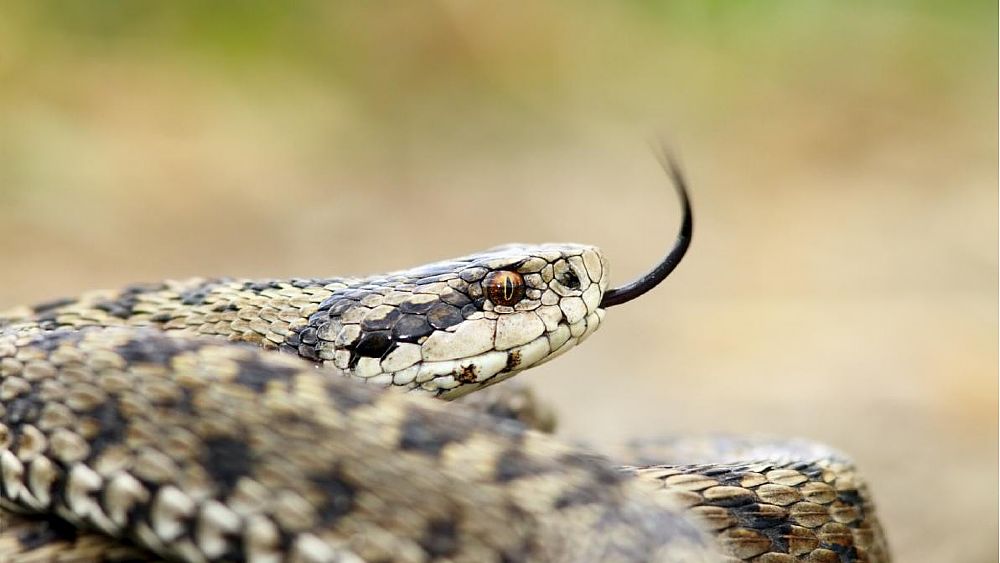 07062018 morso vipera