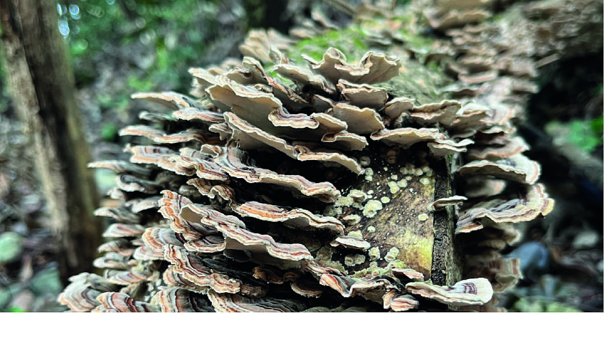 07062024 festival dalla montagna al mare