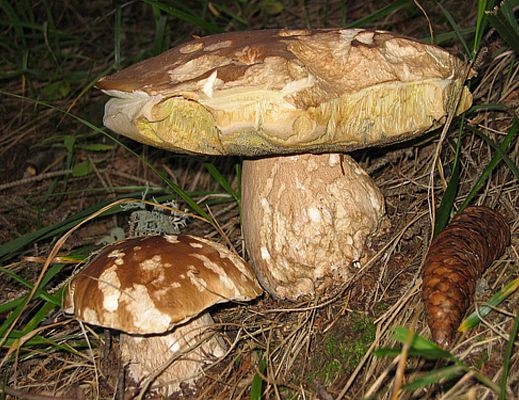 07072013 funghi porcini
