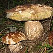 Cronaca foto - 07072013 funghi porcini