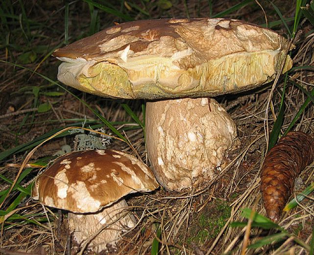 07072013 funghi porcini