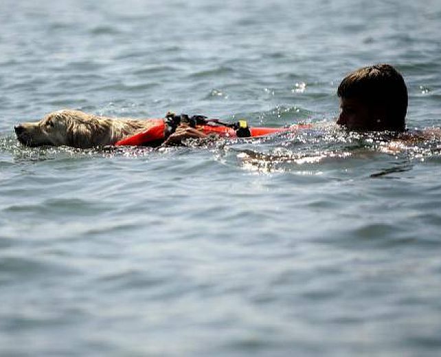 07072014 cani bagnino