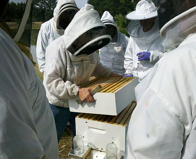 07072015 apicoltura