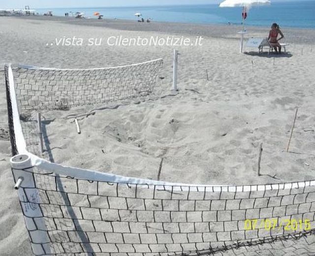 07072015 tartaruga caretta caretta cala del cefalo 07072015 tartaruga caretta caretta cala del cefalo