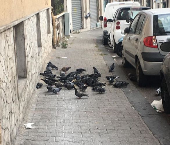 07082020 PICCIONI 2
