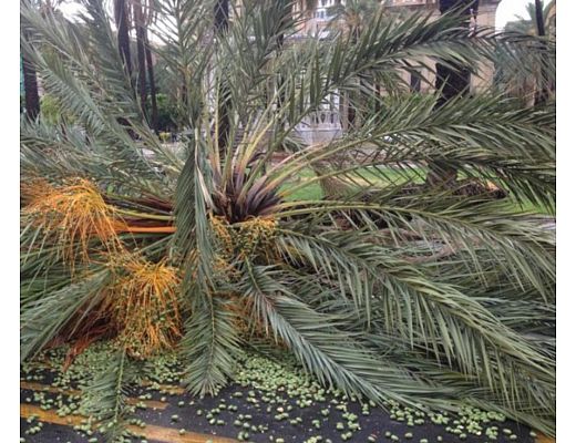 07092015 palma caduta