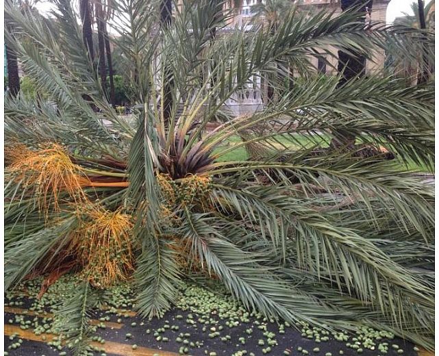 07092015 palma caduta