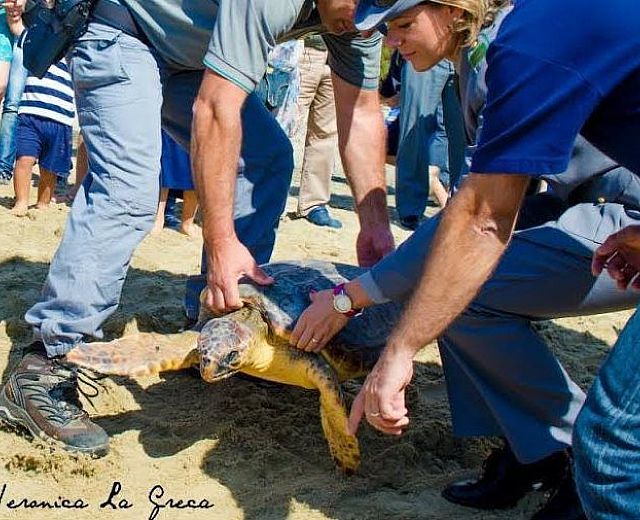 07102014 tartarughe liberate pollica 05 07102014 tartarughe liberate pollica 05