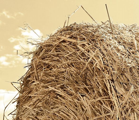 07102016 campo di grano