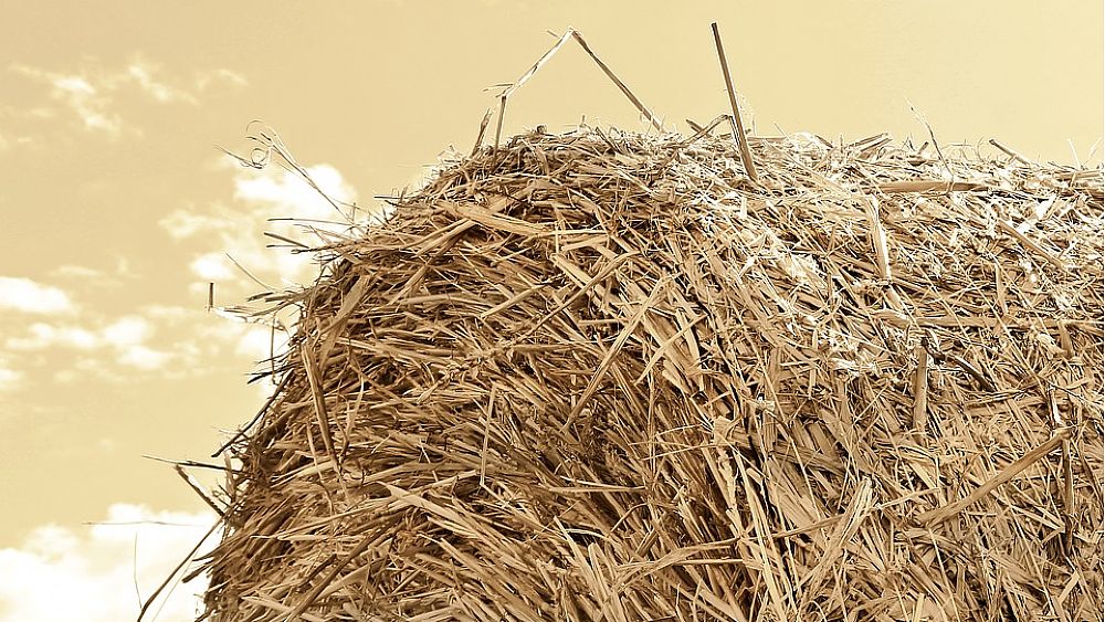 07102016 campo di grano