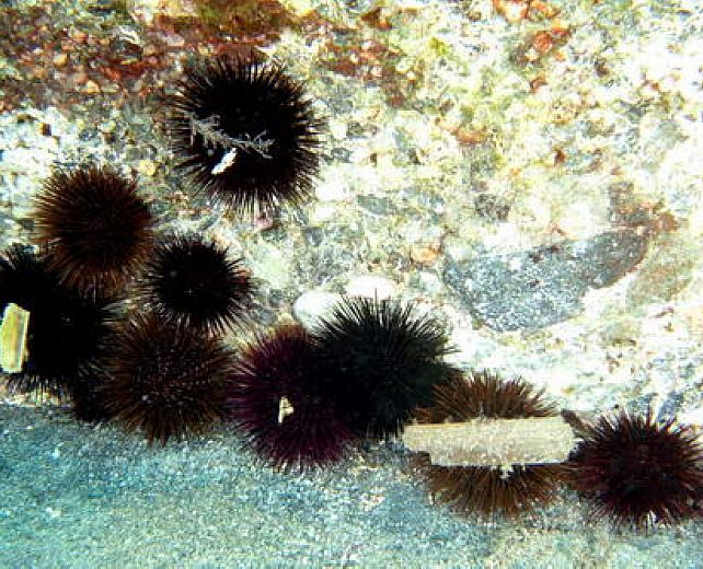 07122013 sequestro ricci di mare