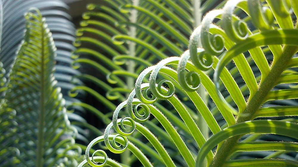 07122016 pianta foglie natura