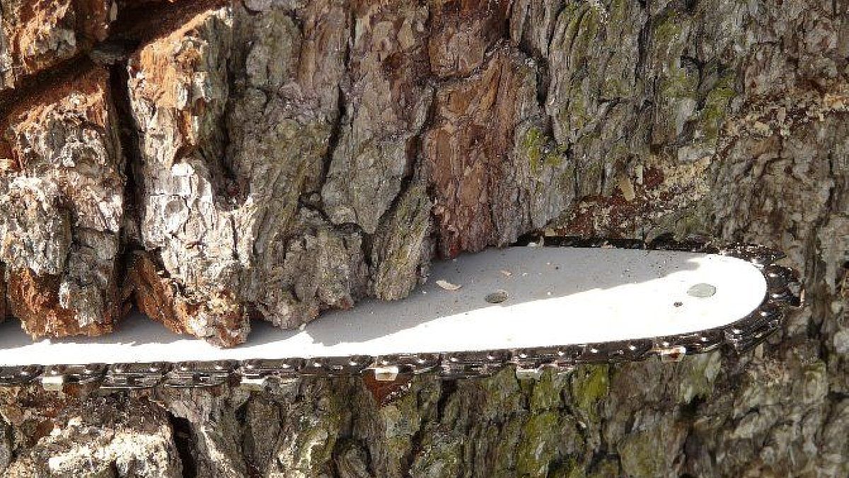 08012024 taglio con motosega 08012024 taglio con motosega