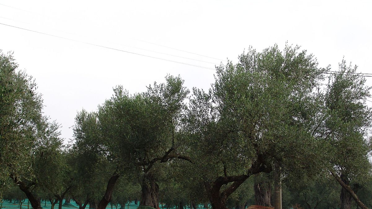 08012025 olivicoltura 08012025 olivicoltura