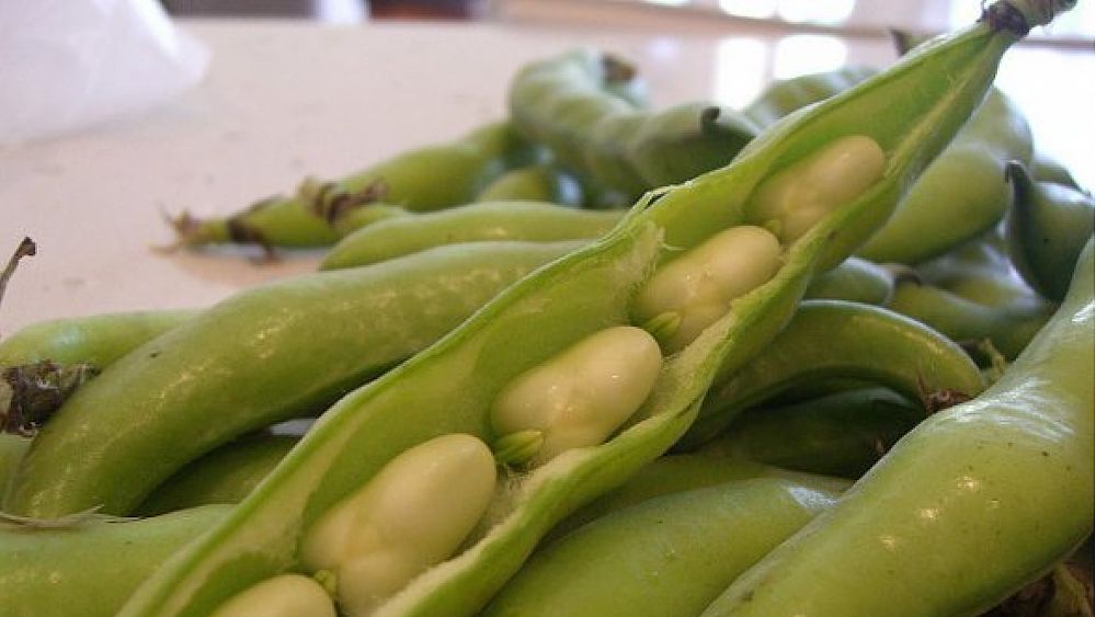 08022018 fave 08022018 fave