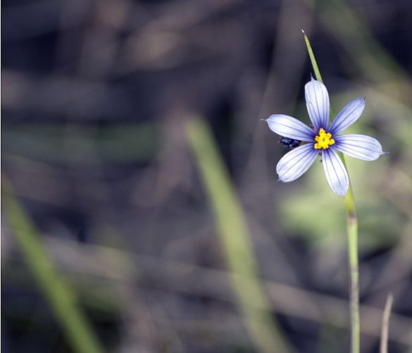 08022019 fiore natura