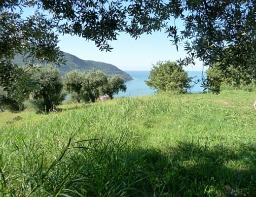 08032014 verde del parco cilento