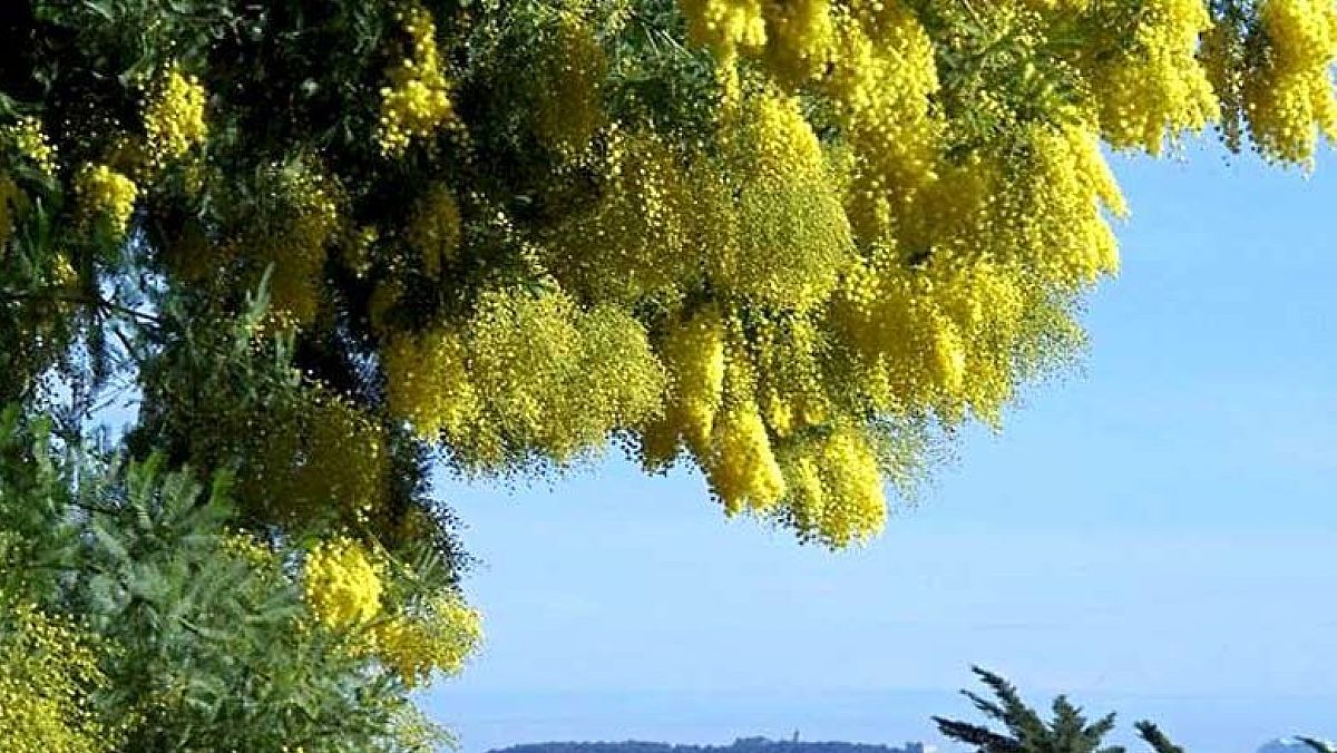 08032025 mimose 08032025 mimose