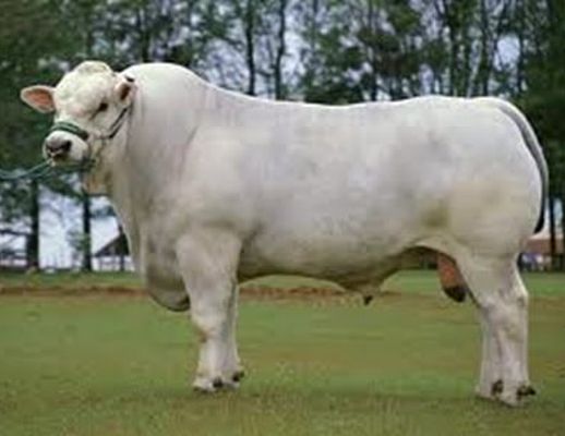 Paolo-Abbate foto - 08042015 Benjy il toro