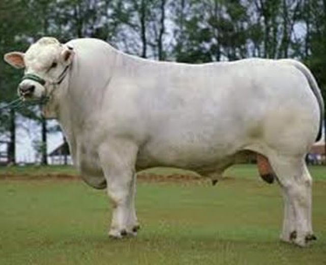 08042015 Benjy il toro 08042015 Benjy il toro