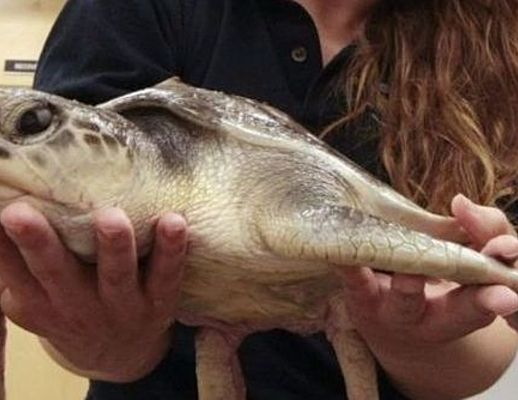 08042015 tartarughe caretta caretta