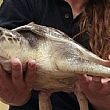 Cronaca foto - 08042015 tartarughe caretta caretta
