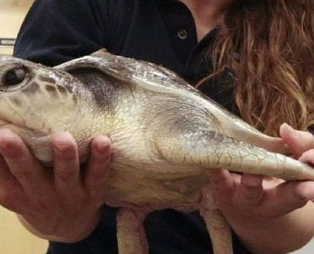 08042015 tartarughe caretta caretta