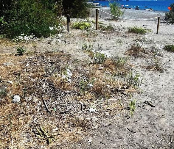 08042017 fasce dunali cilento