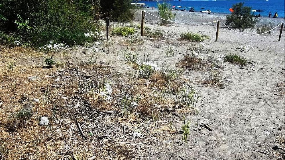 08042017 fasce dunali cilento