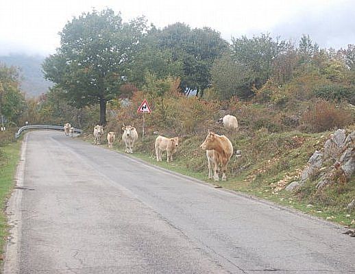 08052014 bovini in strada
