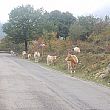 Comuni foto - 08052014 bovini in strada