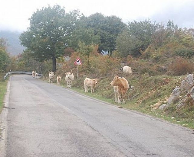 08052014 bovini in strada