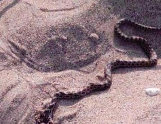 08052015 serpente spiaggia