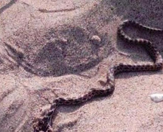 08052015 serpente spiaggia